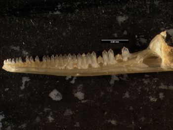 Media type: image;   Herpetology R-132042